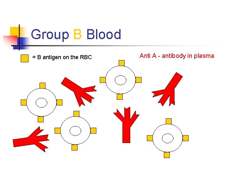 Group B Blood = B antigen on the RBC Anti A - antibody in