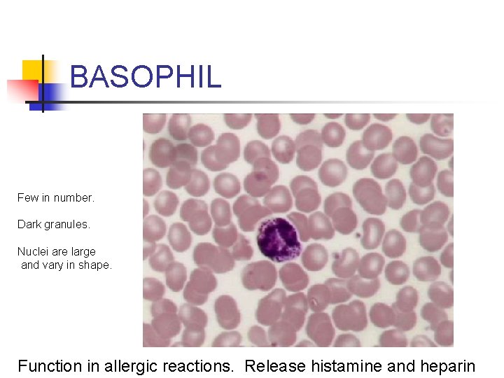 BASOPHIL Few in number. Dark granules. Nuclei are large and vary in shape. Function
