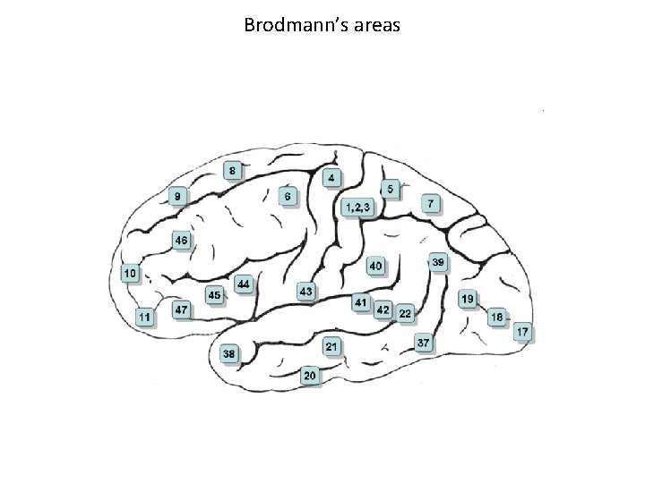 Brodmann’s areas 