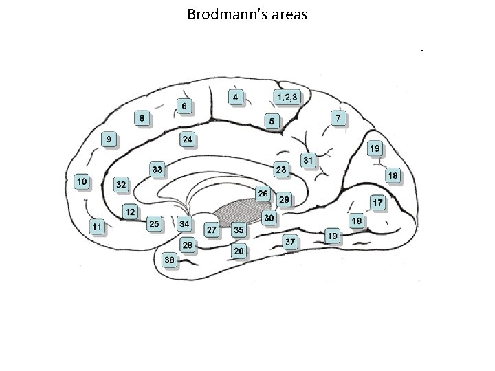 Brodmann’s areas 