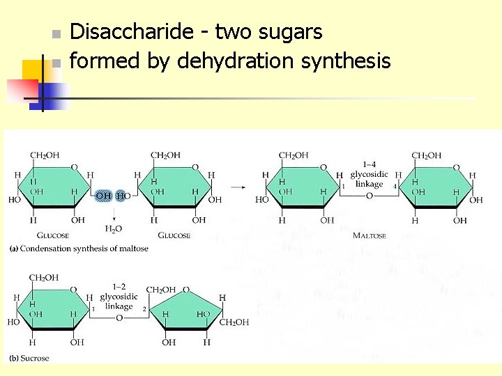n n Disaccharide - two sugars formed by dehydration synthesis 