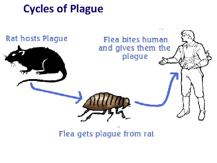 Cycles of Plague 