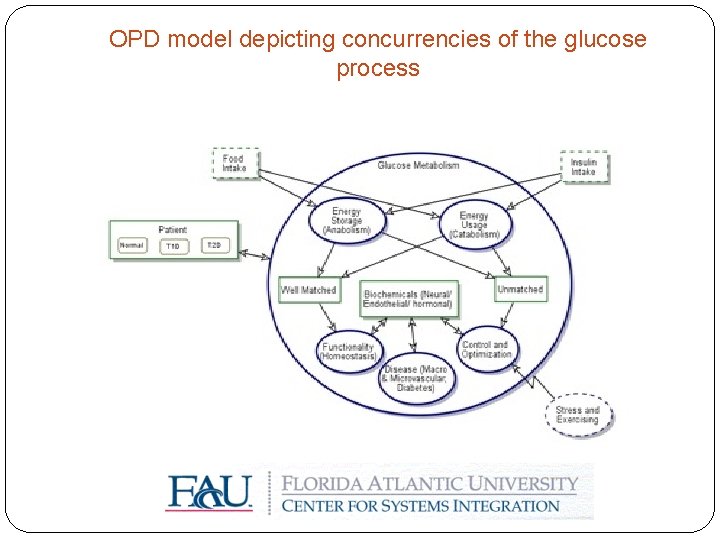 OPD model depicting concurrencies of the glucose process 