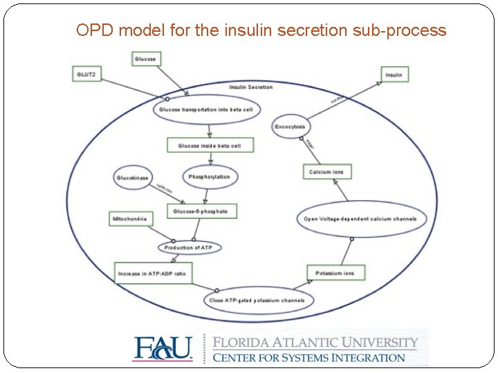 OPD model for the insulin secretion sub-process 