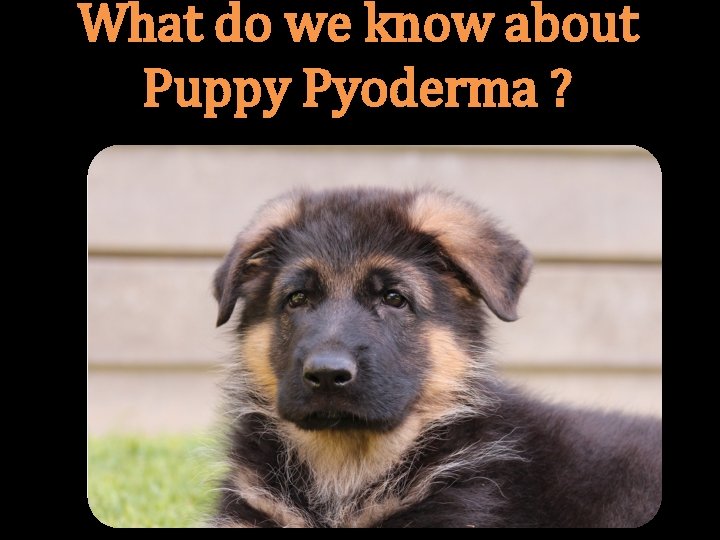 What do we know about Puppy Pyoderma ? 