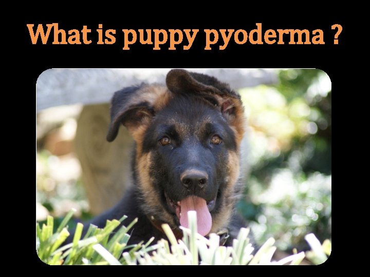 What is puppy pyoderma ? 