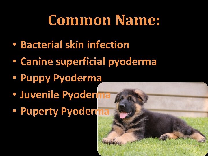 Common Name: • • • Bacterial skin infection Canine superficial pyoderma Puppy Pyoderma Juvenile