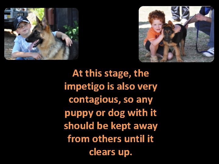 At this stage, the impetigo is also very contagious, so any puppy or dog