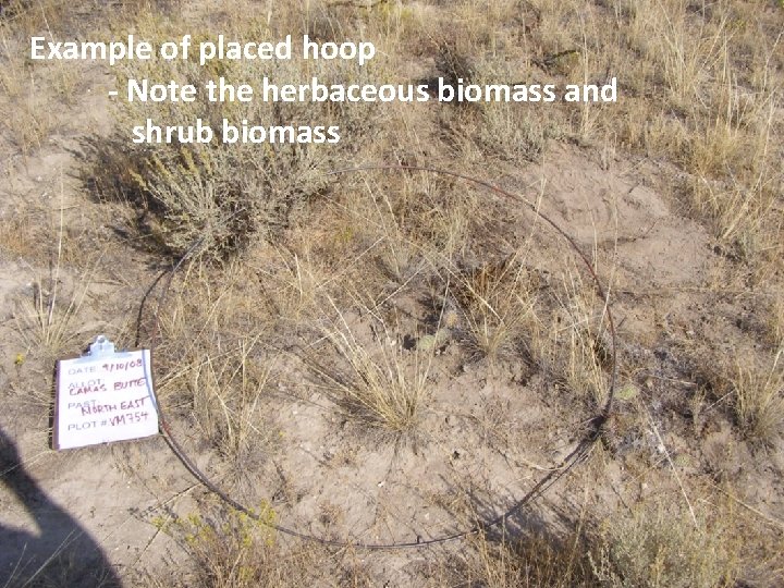 Example of placed hoop - Note the herbaceous biomass and shrub biomass 