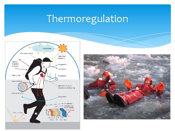 Thermoregulation 