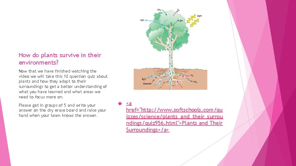 How do plants survive in their environments Brittani