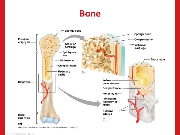Bone Dr. M. Alzaharna (2018) 