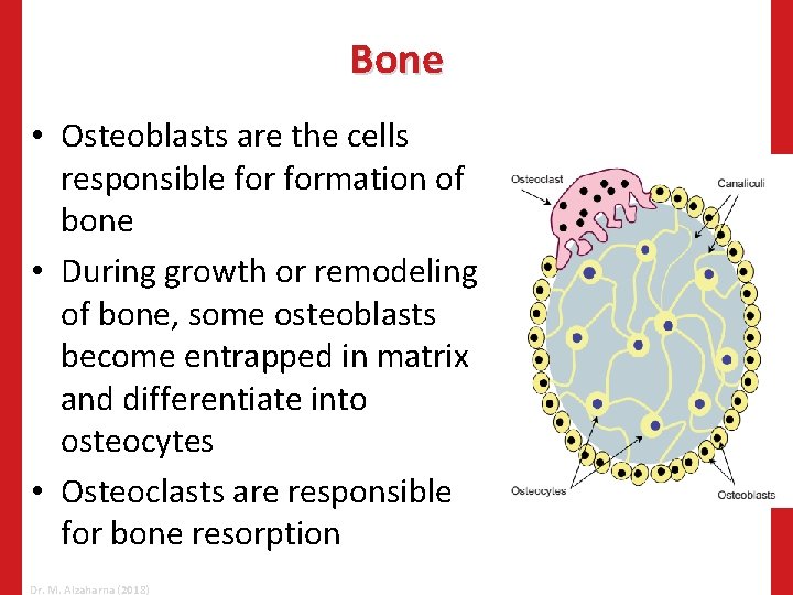 Bone • Osteoblasts are the cells responsible formation of bone • During growth or