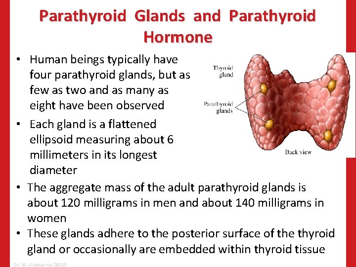 Parathyroid Glands and Parathyroid Hormone • Human beings typically have four parathyroid glands, but