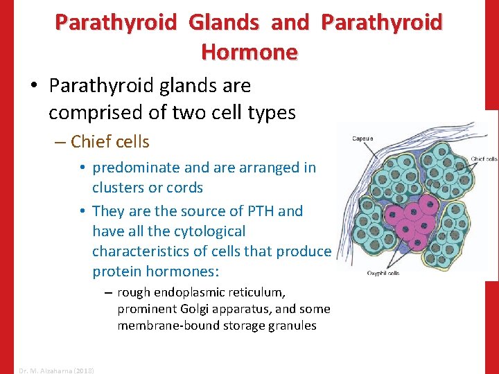 Parathyroid Glands and Parathyroid Hormone • Parathyroid glands are comprised of two cell types