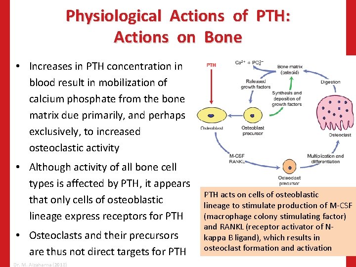 Physiological Actions of PTH: Actions on Bone • Increases in PTH concentration in blood