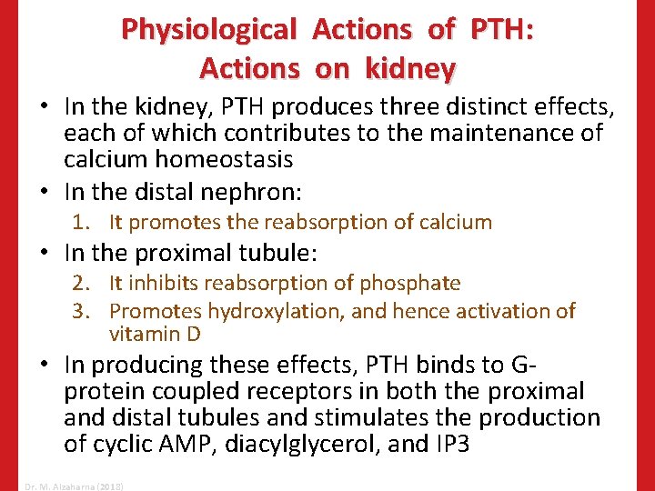 Physiological Actions of PTH: Actions on kidney • In the kidney, PTH produces three