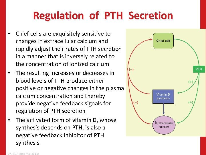 Regulation of PTH Secretion • Chief cells are exquisitely sensitive to changes in extracellular