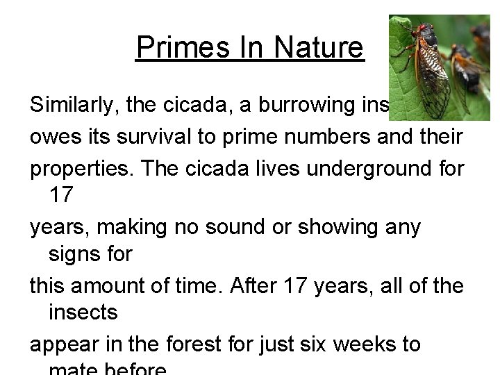 Primes In Nature Similarly, the cicada, a burrowing insect owes its survival to prime