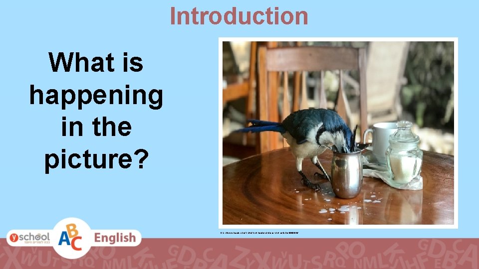 Introduction What is happening in the picture? https: //www. pexels. com/photo/bird-beside-container-on-the-table-1058939/ 