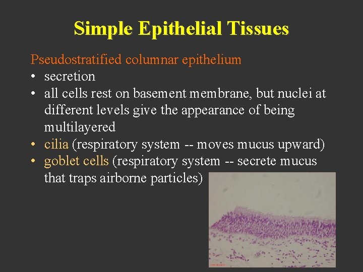 Simple Epithelial Tissues Pseudostratified columnar epithelium • secretion • all cells rest on basement