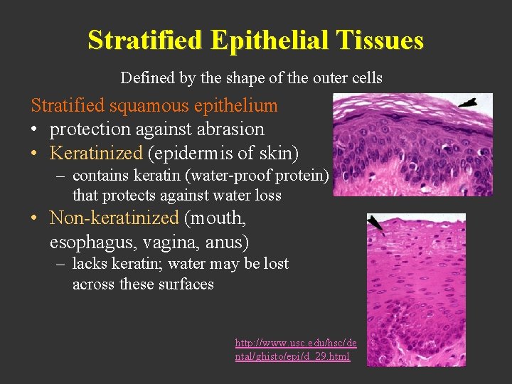 Stratified Epithelial Tissues Defined by the shape of the outer cells Stratified squamous epithelium