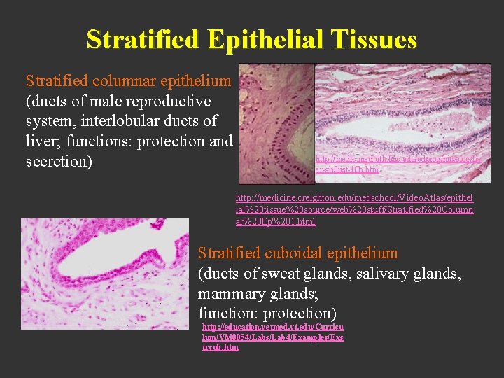 Stratified Epithelial Tissues Stratified columnar epithelium (ducts of male reproductive system, interlobular ducts of