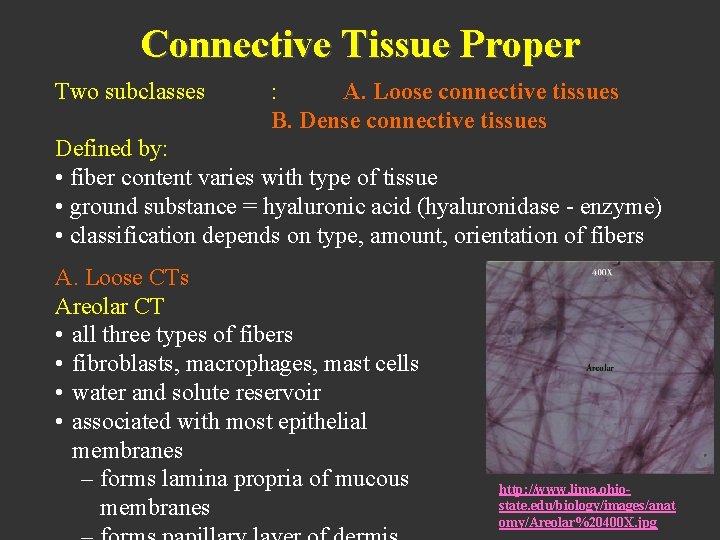 Connective Tissue Proper Two subclasses : A. Loose connective tissues B. Dense connective tissues