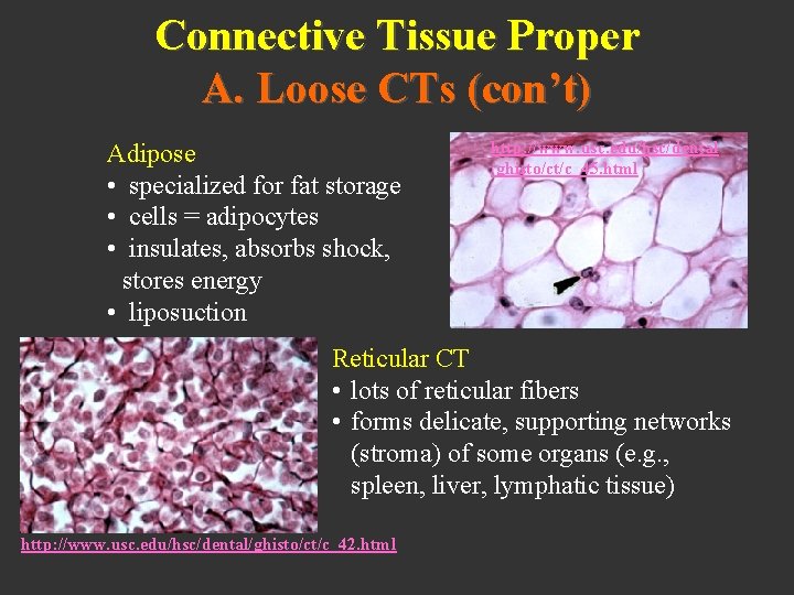 Connective Tissue Proper A. Loose CTs (con’t) Adipose • specialized for fat storage •