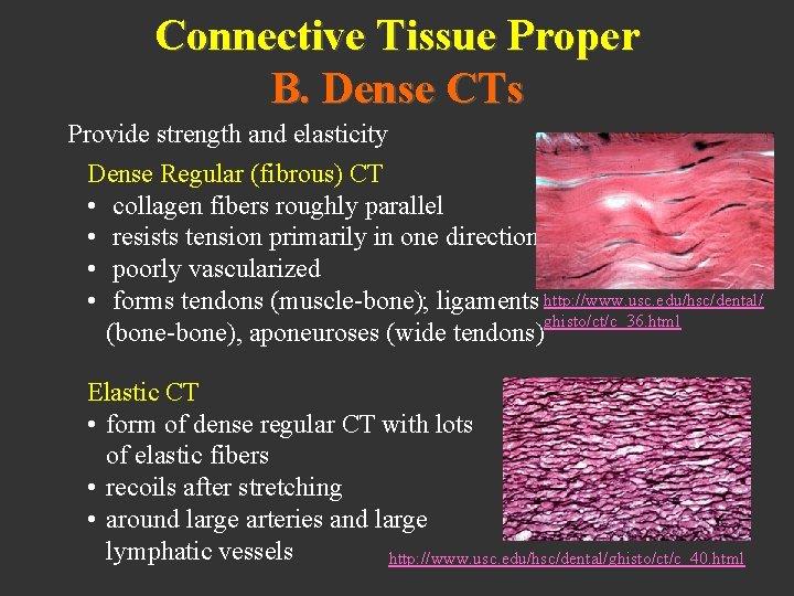 Connective Tissue Proper B. Dense CTs Provide strength and elasticity Dense Regular (fibrous) CT