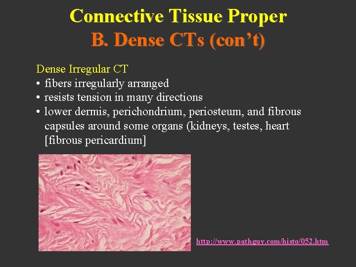 Connective Tissue Proper B. Dense CTs (con’t) Dense Irregular CT • fibers irregularly arranged