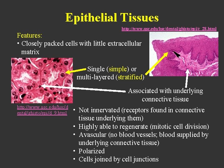 Epithelial Tissues http: //www. usc. edu/hsc/dental/ghisto/epi/c_28. html Features: • Closely packed cells with little