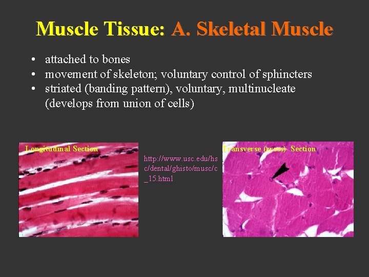 Muscle Tissue: A. Skeletal Muscle • attached to bones • movement of skeleton; voluntary