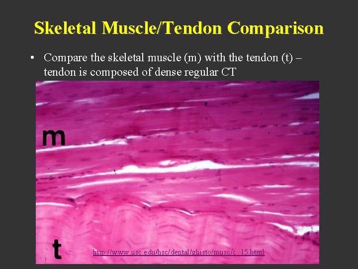 Skeletal Muscle/Tendon Comparison • Compare the skeletal muscle (m) with the tendon (t) –