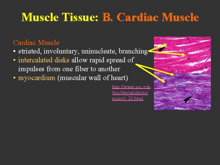 Muscle Tissue: B. Cardiac Muscle • striated, involuntary, uninucleate, branching • intercalated disks allow