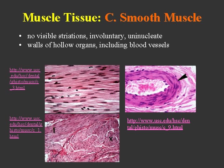 Muscle Tissue: C. Smooth Muscle • no visible striations, involuntary, uninucleate • walls of