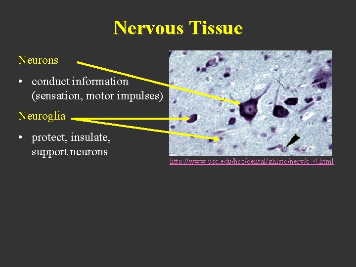Nervous Tissue Neurons • conduct information (sensation, motor impulses) Neuroglia • protect, insulate, support