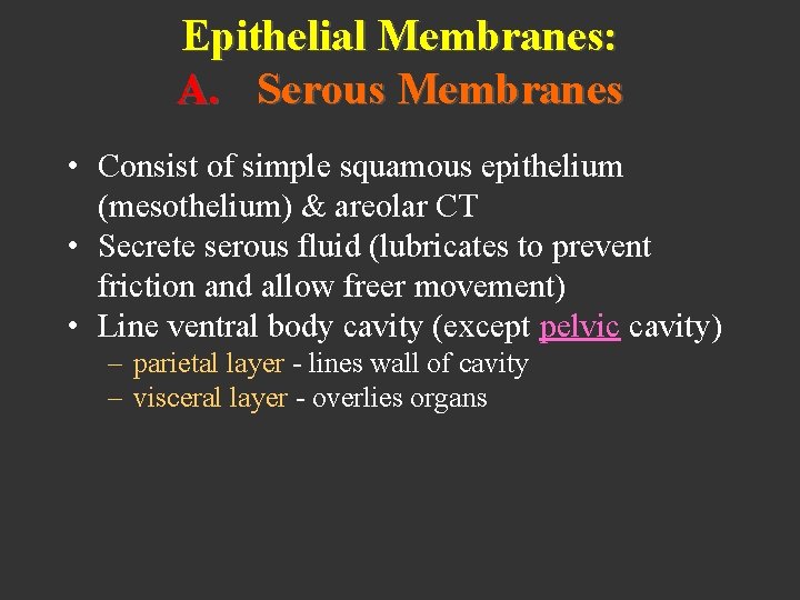 Epithelial Membranes: A. Serous Membranes • Consist of simple squamous epithelium (mesothelium) & areolar