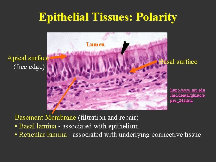 Epithelial Tissues: Polarity Lumen Apical surface (free edge) Basal surface http: //www. usc. edu