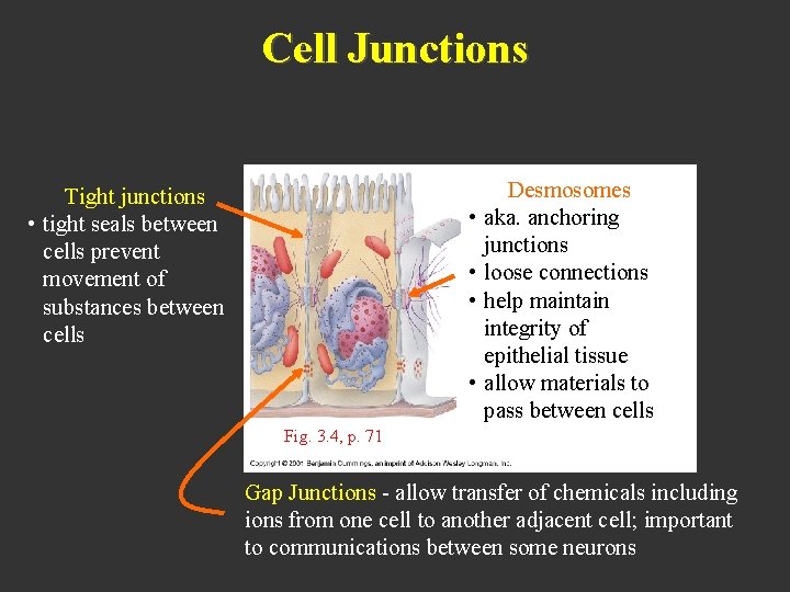 Cell Junctions Tight junctions • tight seals between cells prevent movement of substances between