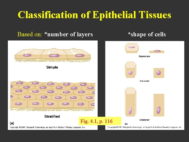 Classification of Epithelial Tissues Based on: *number of layers Fig. 4. 1, p. 116