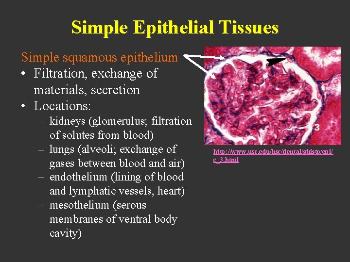 Simple Epithelial Tissues Simple squamous epithelium • Filtration, exchange of materials, secretion • Locations: