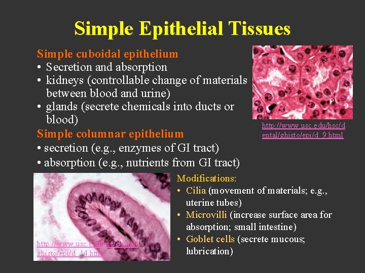 Simple Epithelial Tissues Simple cuboidal epithelium • Secretion and absorption • kidneys (controllable change