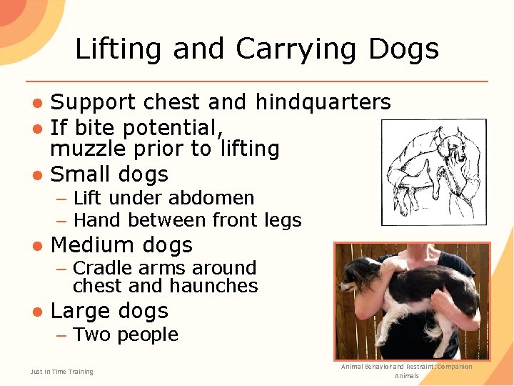 Lifting and Carrying Dogs ● Support chest and hindquarters ● If bite potential, muzzle