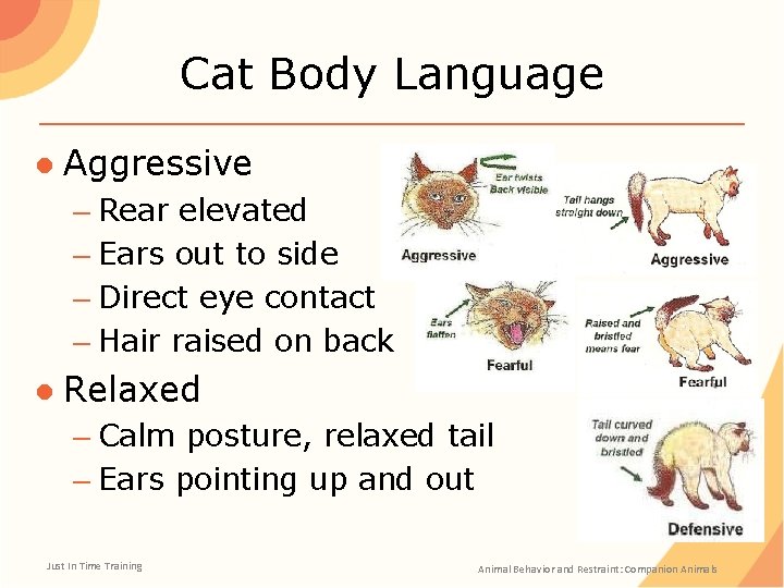 Cat Body Language ● Aggressive – Rear elevated – Ears out to side –