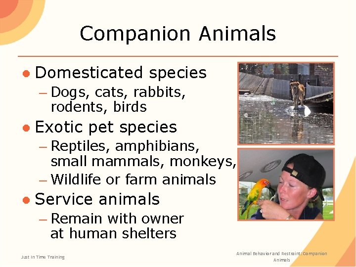 Companion Animals ● Domesticated species – Dogs, cats, rabbits, rodents, birds ● Exotic pet