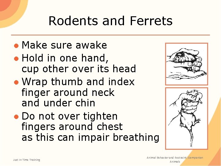 Rodents and Ferrets ● Make sure awake ● Hold in one hand, cup other