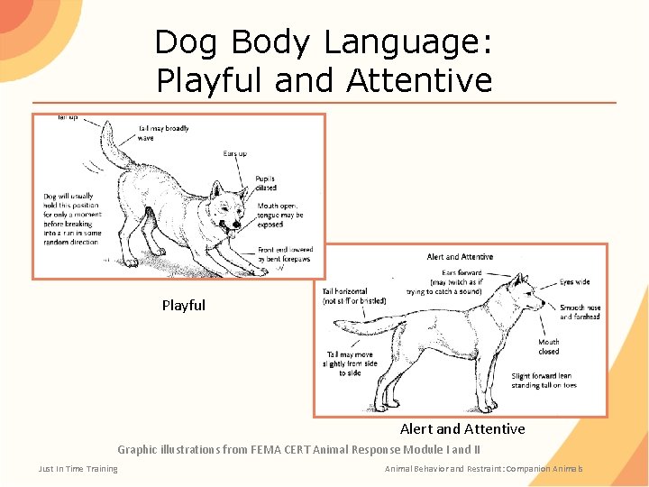 Dog Body Language: Playful and Attentive Playful Alert and Attentive Graphic illustrations from FEMA