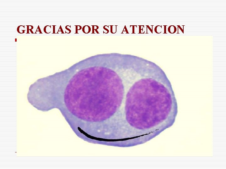 GRACIAS POR SU ATENCION 