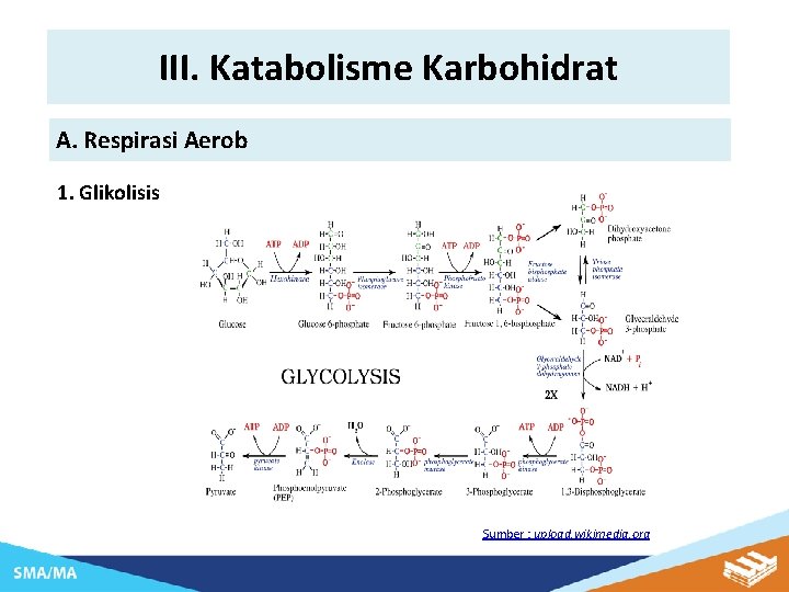 III. Katabolisme Karbohidrat A. Respirasi Aerob 1. Glikolisis Sumber : upload. wikimedia. org 